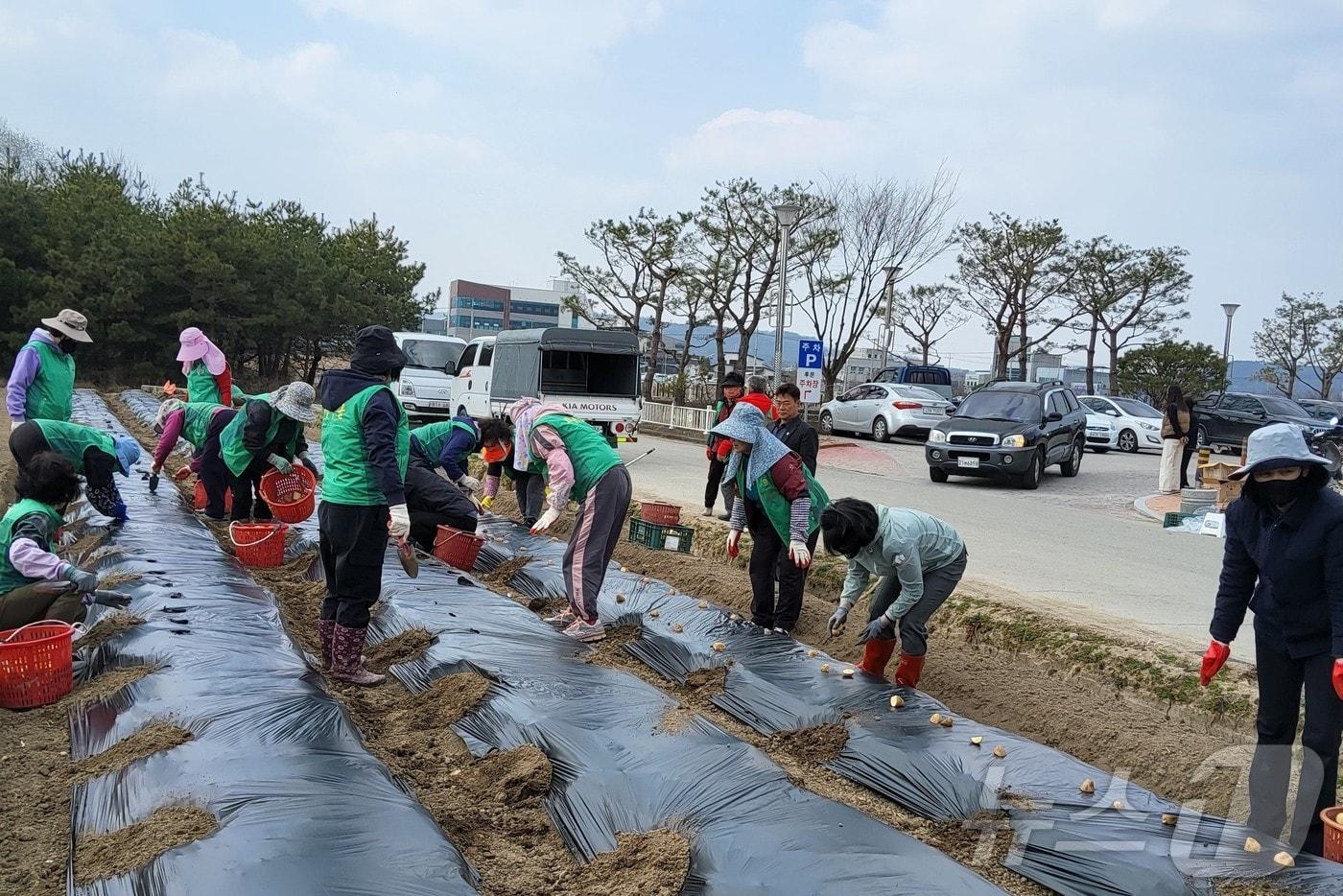 본문 이미지 - 대구 군위군은 17일 새마을지도자군위읍협의회와 새마을부녀회가 동부리 일원 농지에서 ‘사랑의 감자심기’ 행사를 열었다.(군위군 제공. 재판매 및 DB금지) /뉴스1