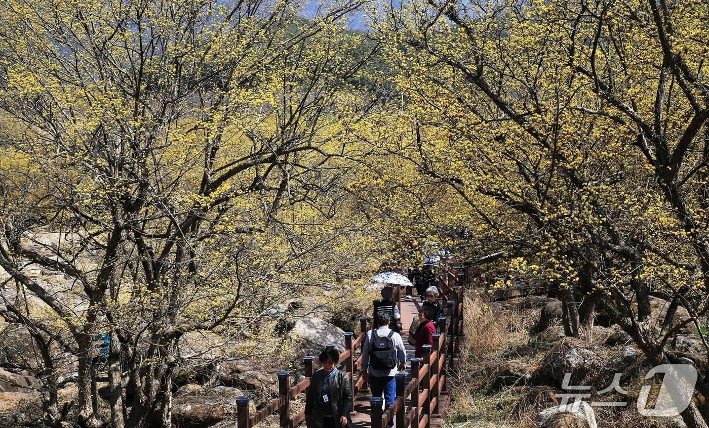 본문 이미지 - 17일 전남 구례군 산동면 반곡마을에서 산수유꽃길을 걷고있는 상춘객들(구례군 제공) 