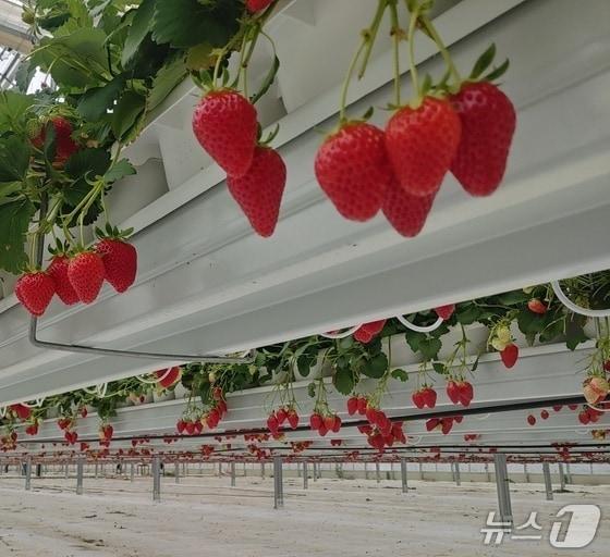 본문 이미지 - 밀양시가 오는 21~22일 우리나라 딸기 시배지인 삼랑진읍에서 딸기 시배지 축제를 연다. 사진은 밀양딸기 모습.(밀양시 제공. 재판매 및 DB금지)