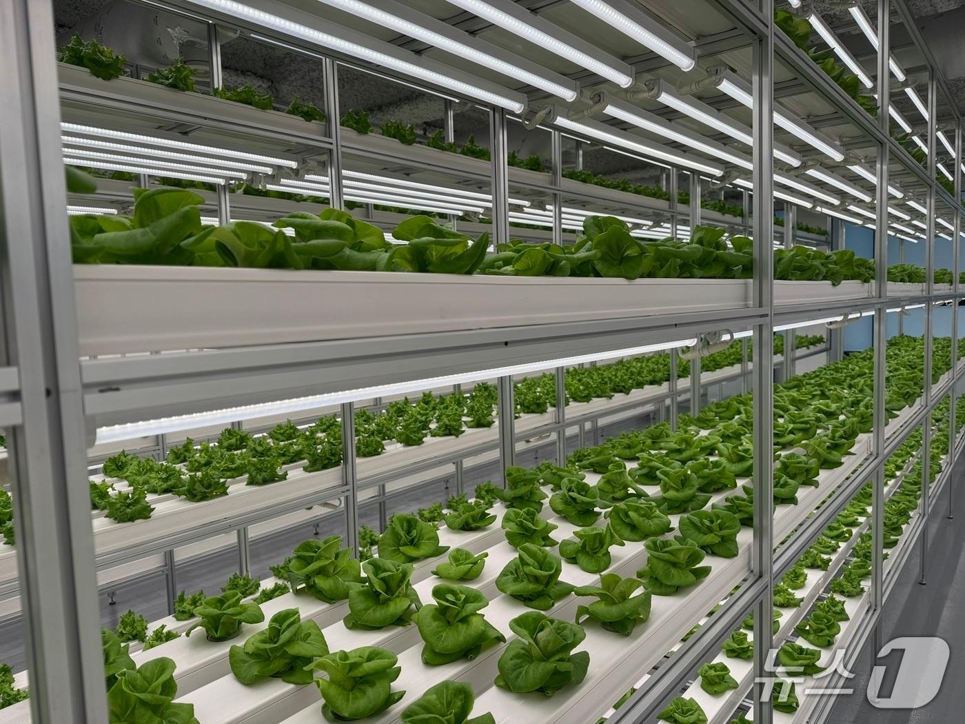 본문 이미지 - 대전시 도심형 스마트팜 '대전팜' 3개소가 추가돼 모두 9개로 늘었다. (대전시 제공. 재판매 및 DB금지) / 뉴스1