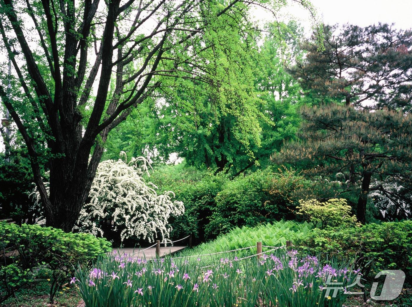 본문 이미지 - 홍릉숲(산림청 국립산림과학원 제공.재판매 및 DB금지)/뉴스1