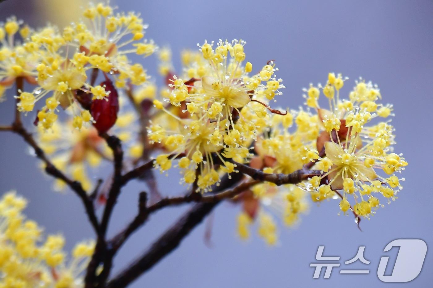 본문 이미지 - 18일 오전 경북 포항시 전역에 봄비가 내리는 가운데 남구 대잠동 철길 숲에 있는 산수유가 빗물을 머금고 있다. 2026.3.18 ⓒ 뉴스1 최창호 기자