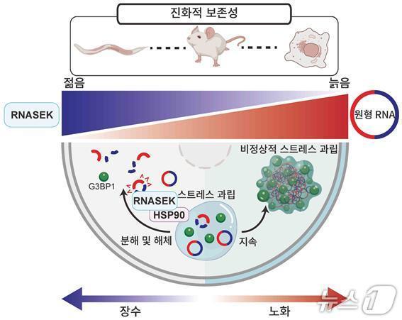 본문 이미지 - 원형 RNA와 제거 효소 RNASEK 단백질에 따라 장수 혹은 노화가 진행됨을 보여주는 그림(KAIST 제공) /뉴스1