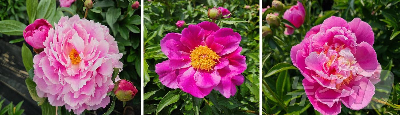 본문 이미지 - 경북농업기술원이 약용과 관상 가치가 높은 작약 신품종 ‘메리미’, ‘써니벨벳’, ‘핑크블룸’ 3종을 개발했다. /뉴스1