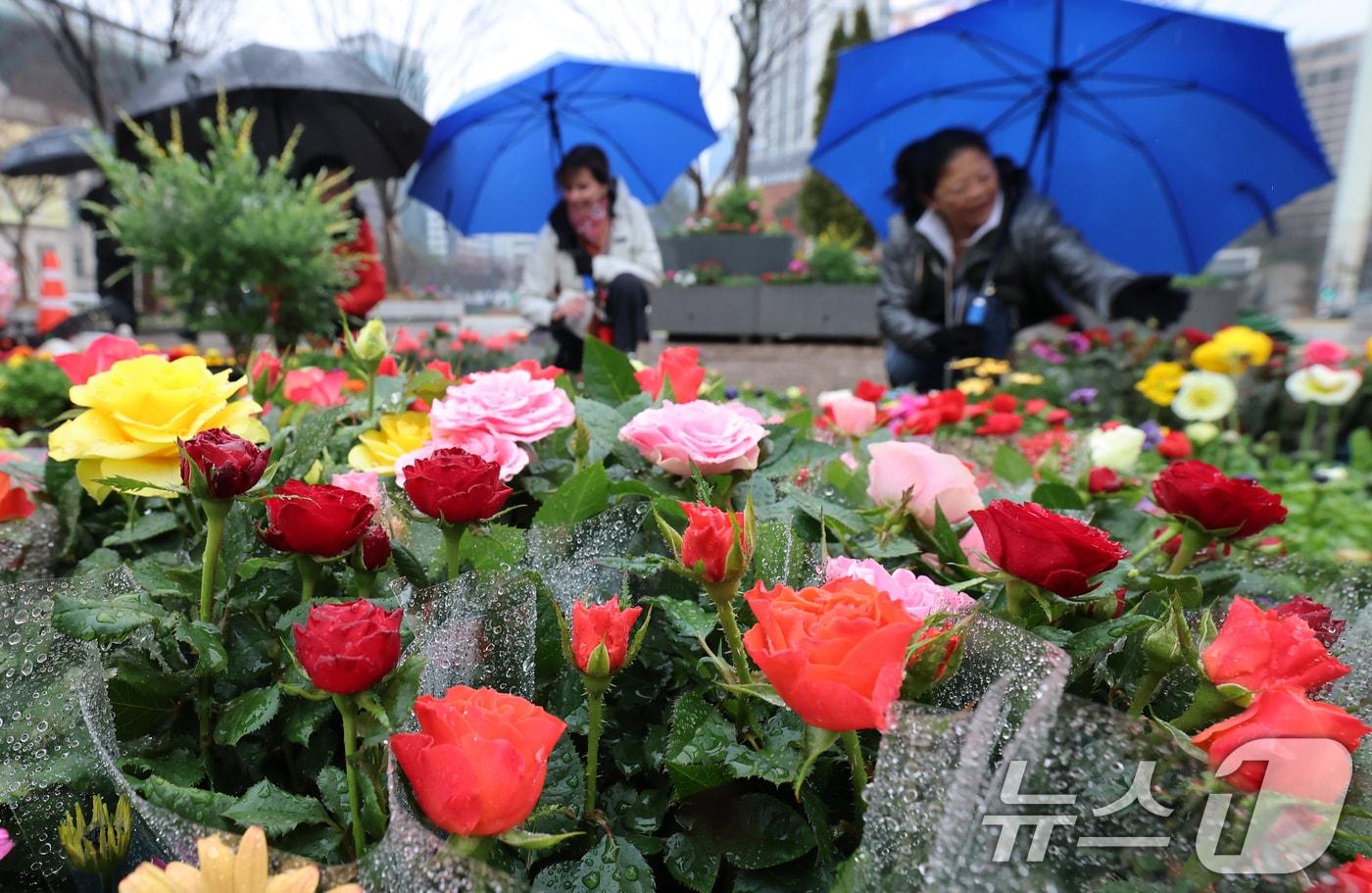 본문 이미지 - 절기상 춘분을 앞두고 봄비가 내린 18일 서울 중구 서울광장을 찾은 외국인 관광객들이 봄맞이 꽃단장을 위해 놓인 형형색색의 봄꽃을 감상하고 있다. 2026.3.18 ⓒ 뉴스1 오대일 기자