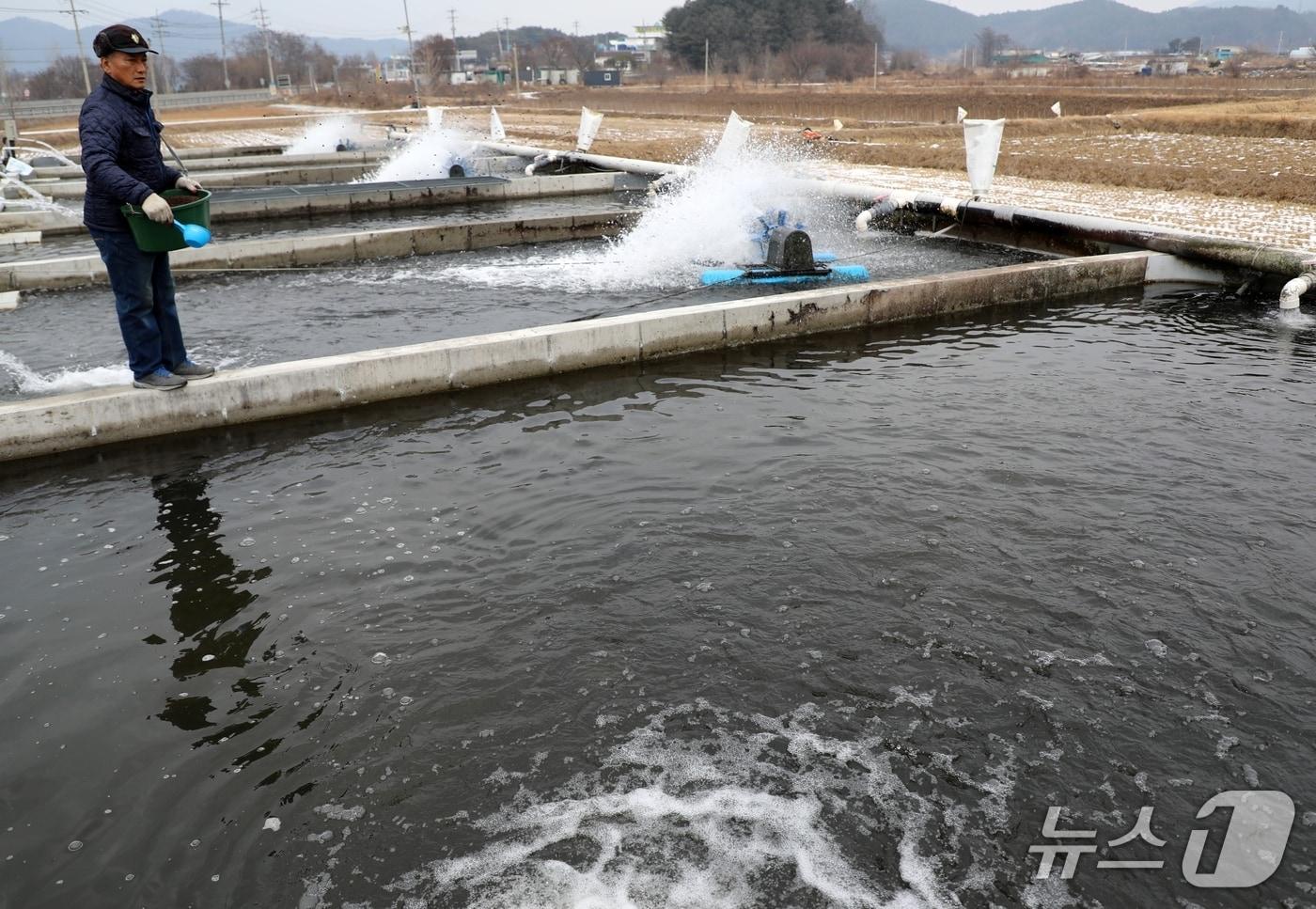 본문 이미지 - 강원 홍천군 홍천양어장에서 인삼송어에게 사료를 주고 있다,(사진은 기사 내용과 관련 없음)