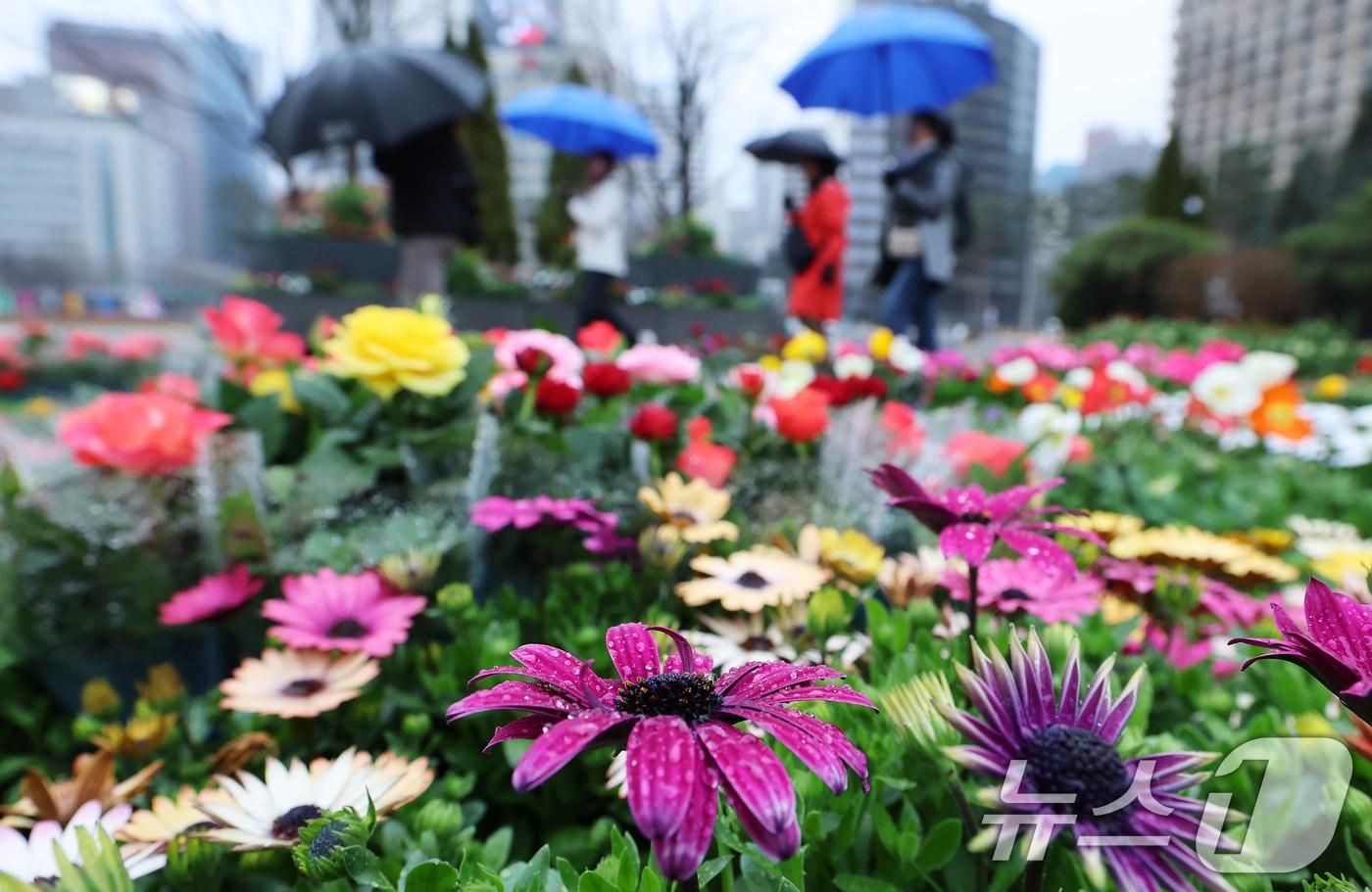 본문 이미지 - 서울 중구 서울광장을 지나는 시민들이 봄맞이 꽃단장을 위해 놓인 형형색색의 봄꽃을 감상하고 있다. 2026.3.18 ⓒ 뉴스1 오대일 기자