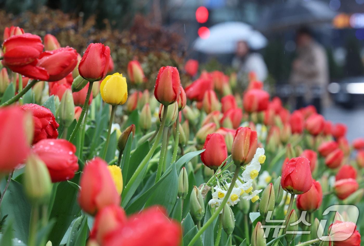 본문 이미지 - 절기상 춘분을 앞두고 봄비가 내린 18일 서울 중구 서울광장에 식재된 튤립에 빗방울이 맺혀 있다. 2026.3.18 ⓒ 뉴스1 오대일 기자