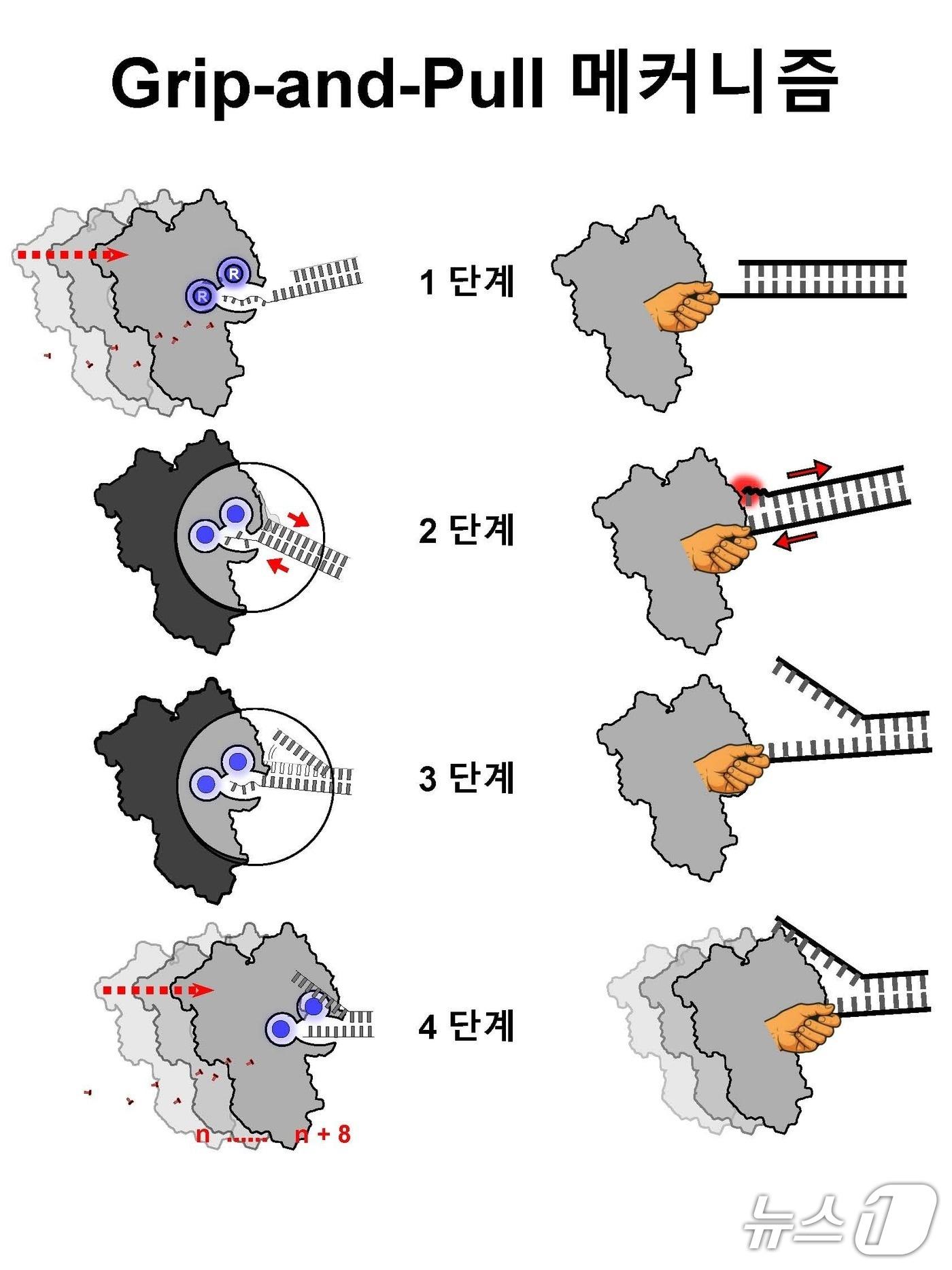 본문 이미지 - 그립 앤 풀 방식에 의한 Xrn1의 단계적 RNA 이중가닥 해리 과정(이준혁 GIST 박사과정 제공) /뉴스1