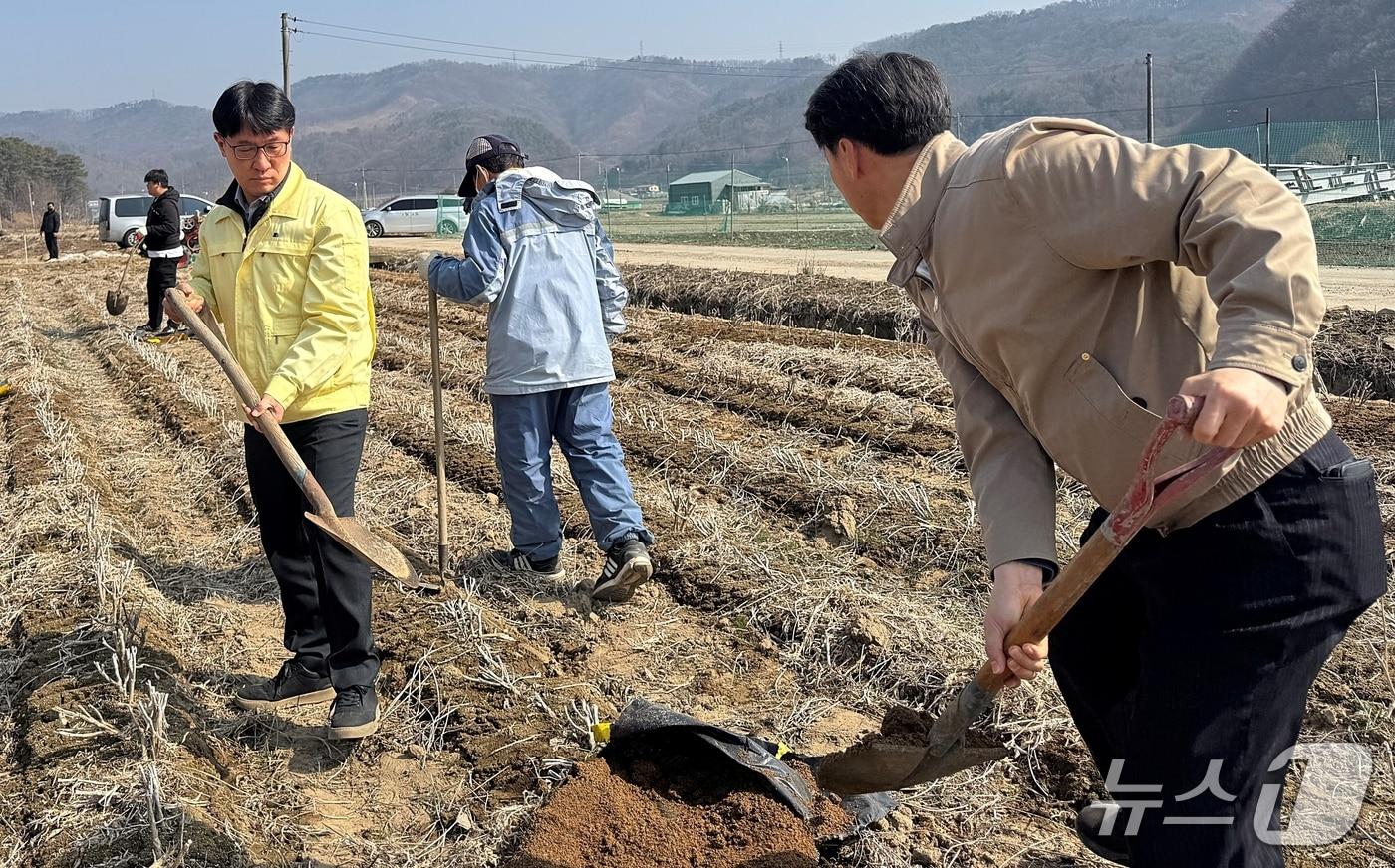 본문 이미지 - 농협괴산군지부 농촌일손돕기.(농협괴산군지부 제공. 재판매 및 DB금지)