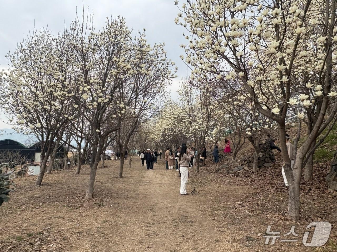 본문 이미지 - 김해 시민의 숲 목련.(김해시 제공. 재판매 및 DB금지)