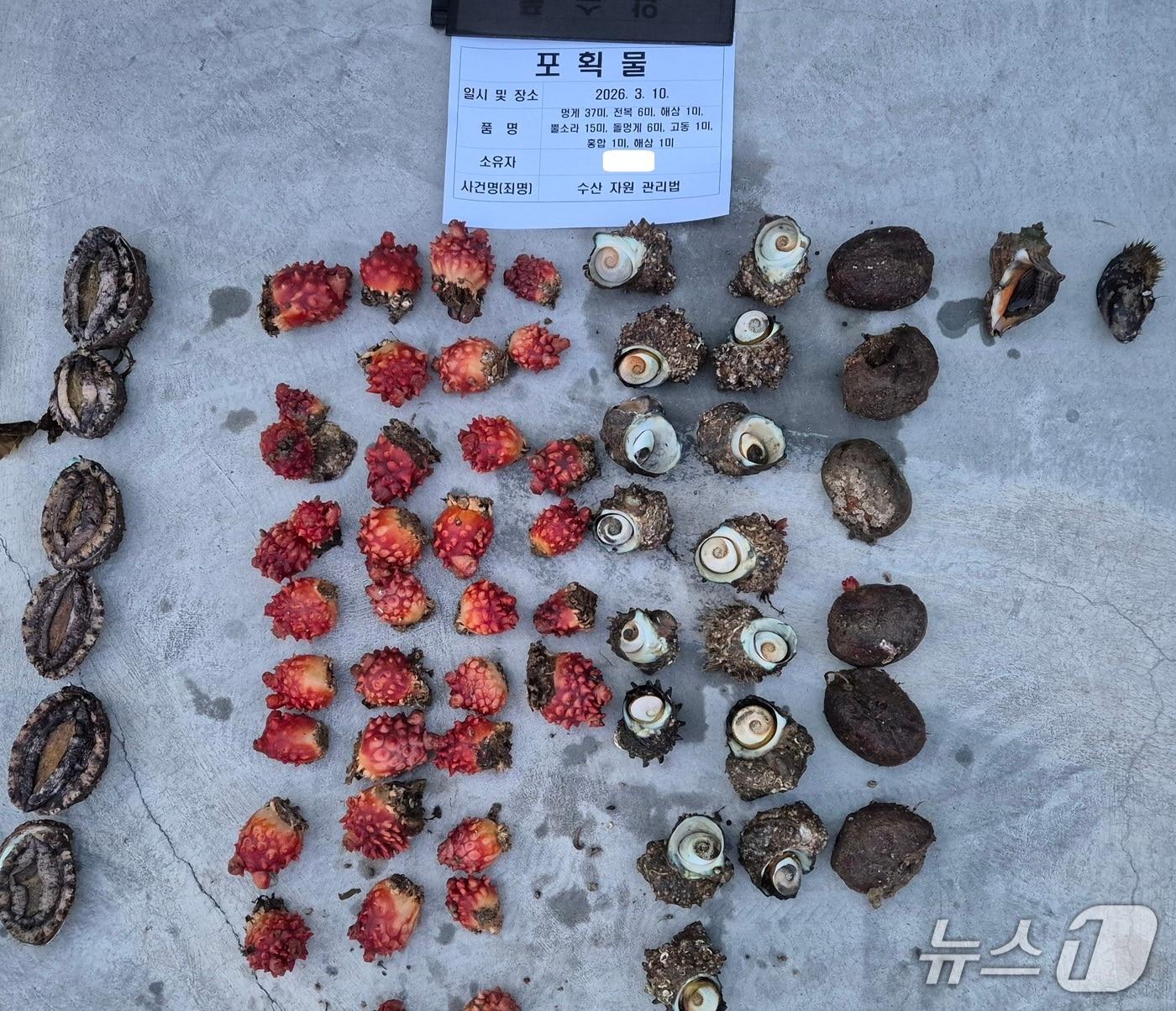본문 이미지 -  포항해경이 해산물을 불법 포획한 사람에게서 증거물로 압수한 해산물들.(포항해양경찰서 제공, 재판매 및 DB금지) 2026.3.18/뉴스1