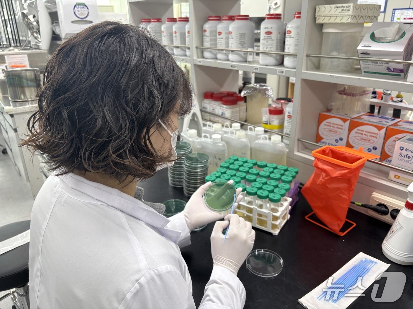 본문 이미지 - 비브리오패혈증균 검사.(전남도 제공. 재판매 및 DB금지) 2026.3.18/뉴스1