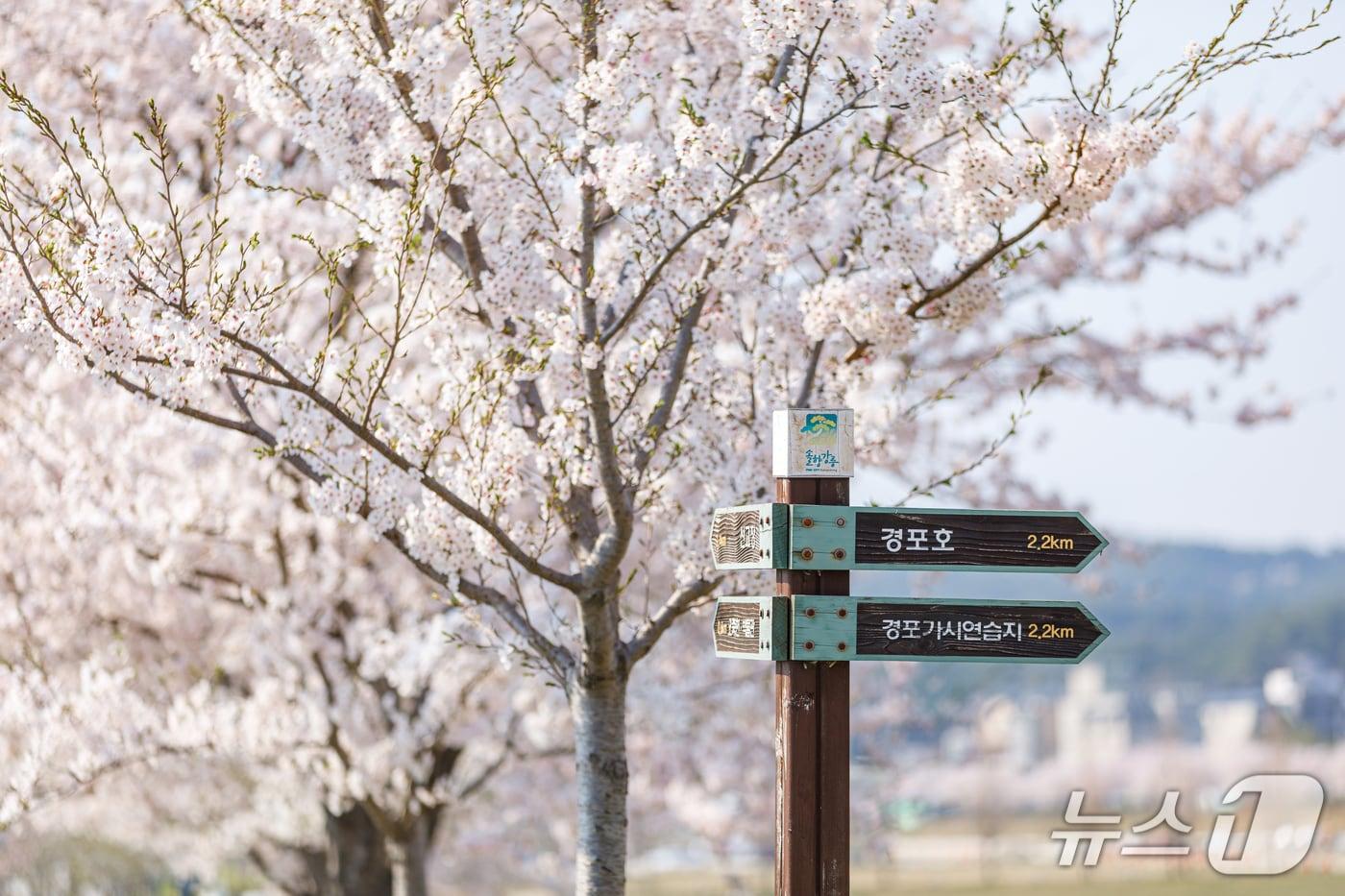 본문 이미지 - 지난해 경포벚꽃축제.(강릉시 제공,재판매 및 DB 금지) 2026.3.18/뉴스1