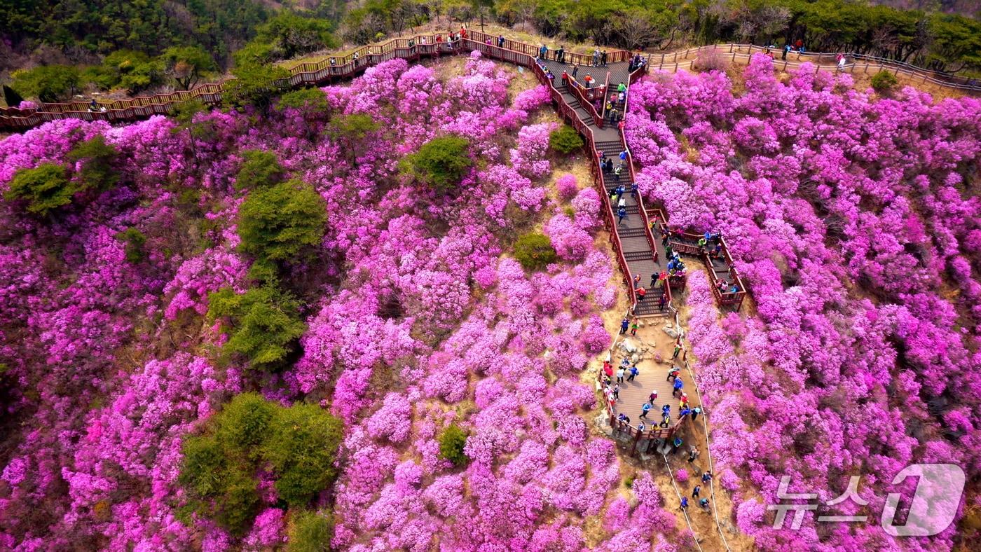 본문 이미지 - 강화 고려산 진달래 자료사진(인천 강화군 제공/뉴스1)