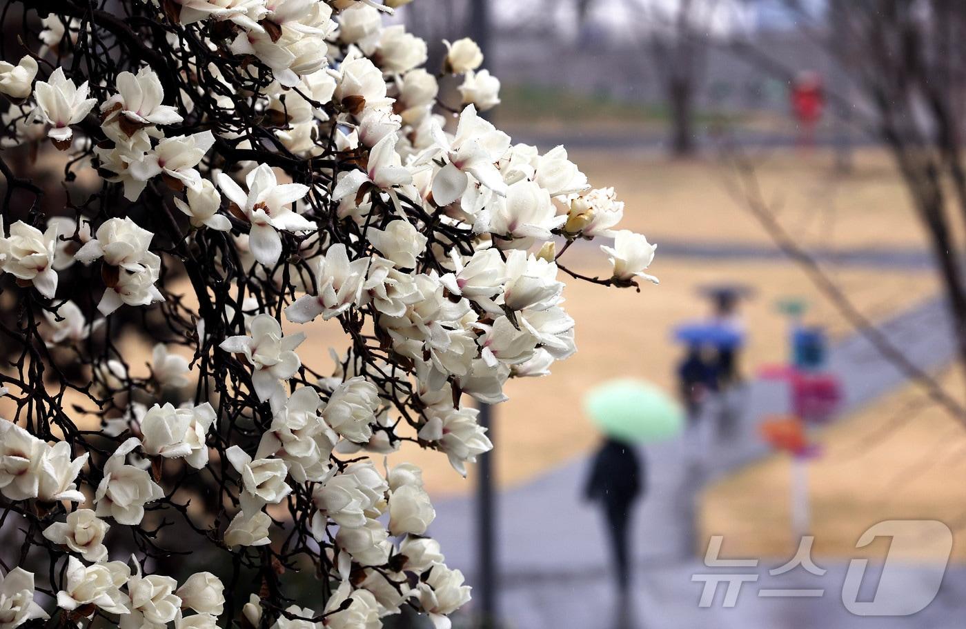 본문 이미지 - 비가 내린 18일 광주 북구 용봉동 전남대학교 캠퍼스에 활짝 핀 목련 아래로 학생들이 우산을 쓰고 걸어가고 있다.(광주 북구 제공. 재판매 및 DB 금지) ⓒ 뉴스1 박지현 기자