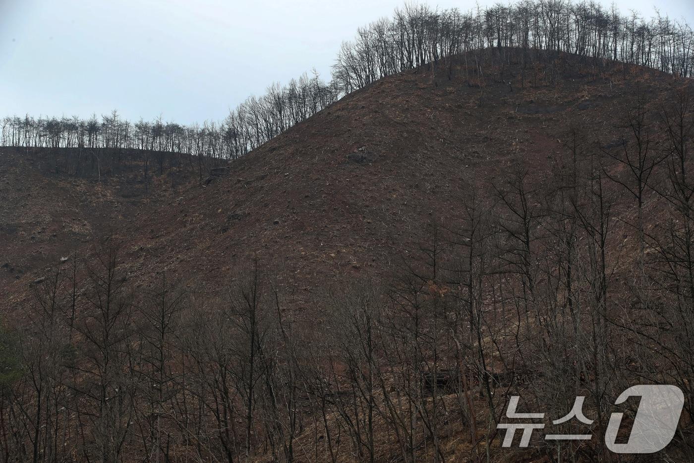 본문 이미지 - 18일 경북 안동시 일직면의 한 야산에서 산립조합 벌목작업반이 지난해 산불로 고사한 나무를 제거하고 있다. 2026.3.18 ⓒ 뉴스1 공정식 기자