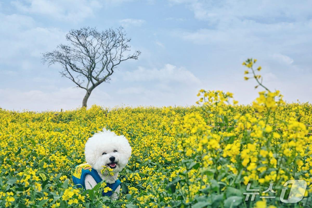 본문 이미지 - 자료사진.(제주신화월드 제공. 재판매 및 DB 금지)
