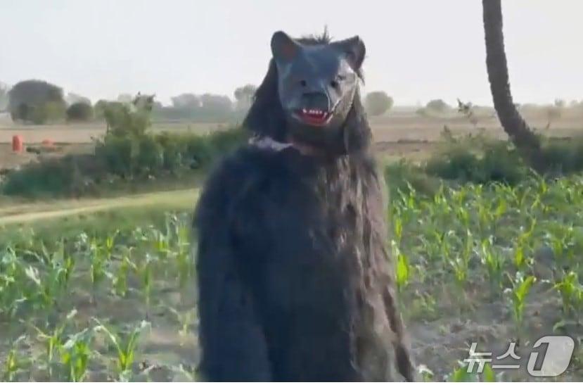 본문 이미지 - 인도의 한 시골 마을에서 원숭이 떼의 습격으로부터 농작물을 지키기 위해 농민들이 직접 '곰'으로 변신하고 있다. 출처: 인디아투데이 영상 캡처