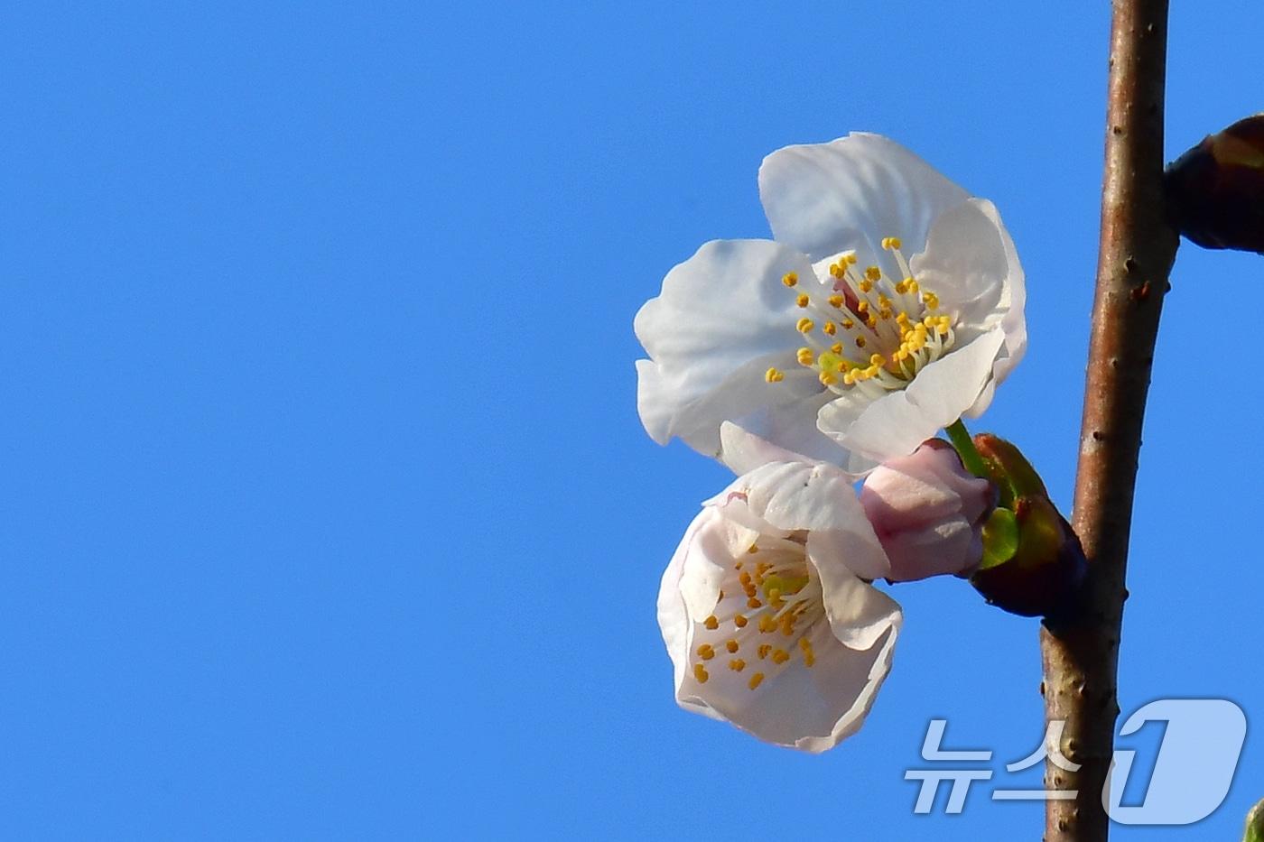 본문 이미지 - 19일 오전 경북 포항시 남구 대잠동 철길숲에 있는 벚나무가 꽃망울을 터트리기 시작했다. 2026.3.19 ⓒ 뉴스1 최창호 기자