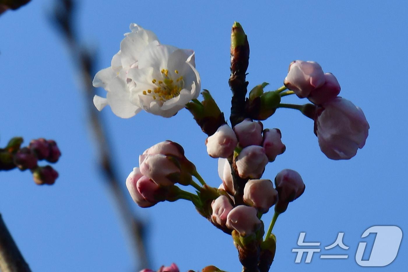 본문 이미지 - 19일 오전 경북 포항시 남구 대잠동 철길 숲에 있는 벚꽃나무들이 꽃망울을 터뜨리고 있다. 2026.3.19 ⓒ 뉴스1 최창호 기자