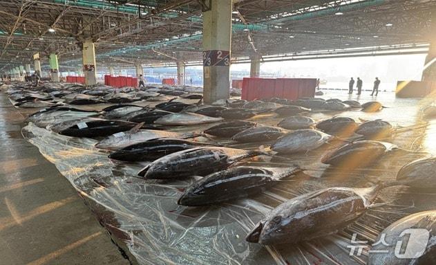 본문 이미지 - 부산공동어시장 참다랑어 위판 현장.(부산시 제공. 재판매 및 DB금지)
