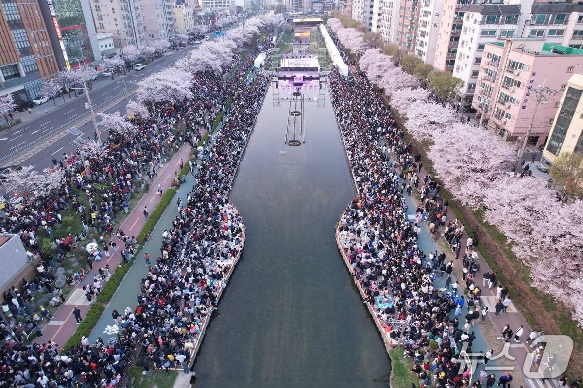 본문 이미지 - 불광천 벚꽃축제 '은평의 봄'.(은평구 제공)