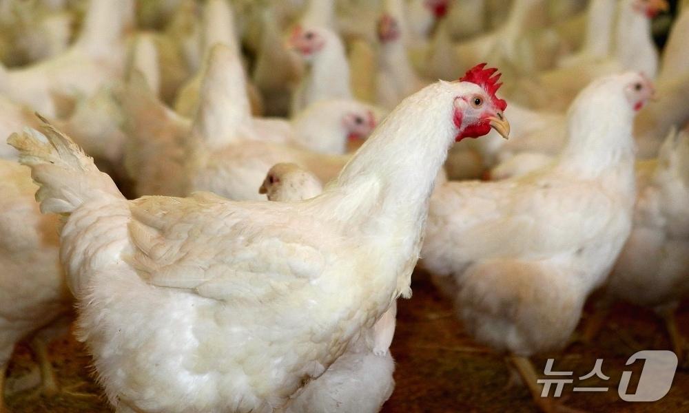 본문 이미지 - 하림 종계농장 모습.(하림 제공. 재판매 및 DB 금지)