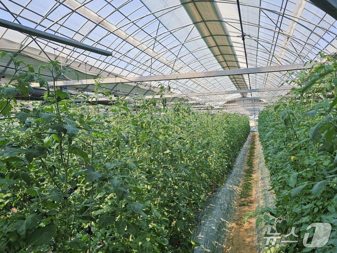 본문 이미지 - 방울토마토 시설 재배 농가(영동군 제공. 재판매 및 DB금지)