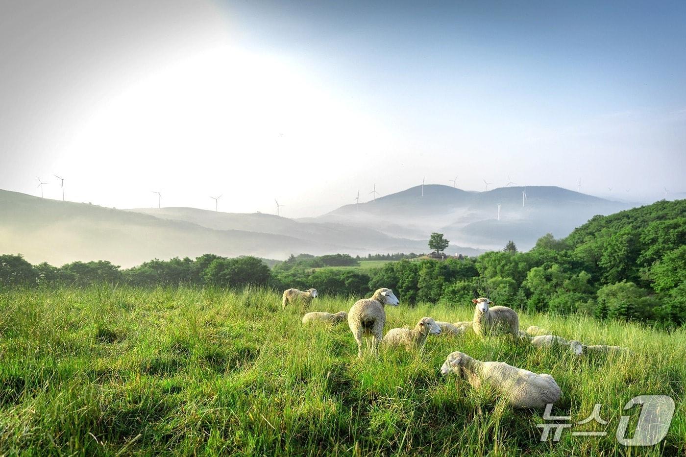 본문 이미지 - 한국관광공사 '우수 웰니스 관광지'에 선정된 평창 삼양라운드힐.(강원도 제공. 재판매 및 DB금지)/뉴스1
