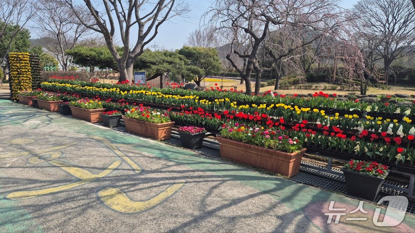 본문 이미지 - 광양시가 오는 27일부터 4월 16일까지 봄꽃 집중전시를 운영한다 (광양시 제공)