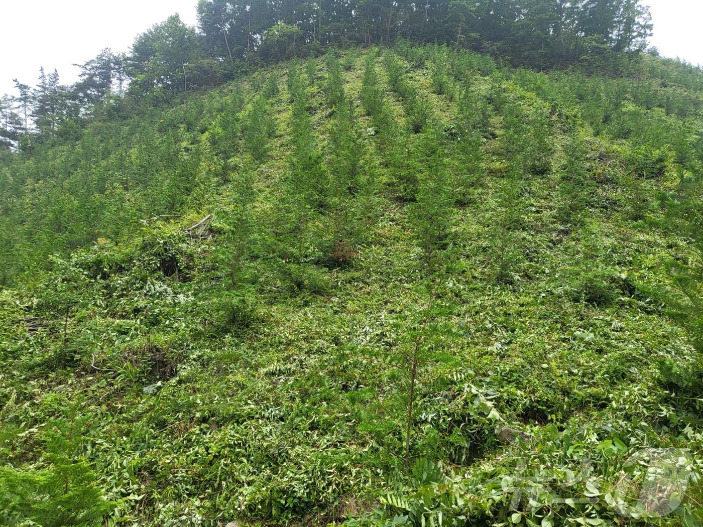 본문 이미지 - 조림사업. ⓒ 뉴스1