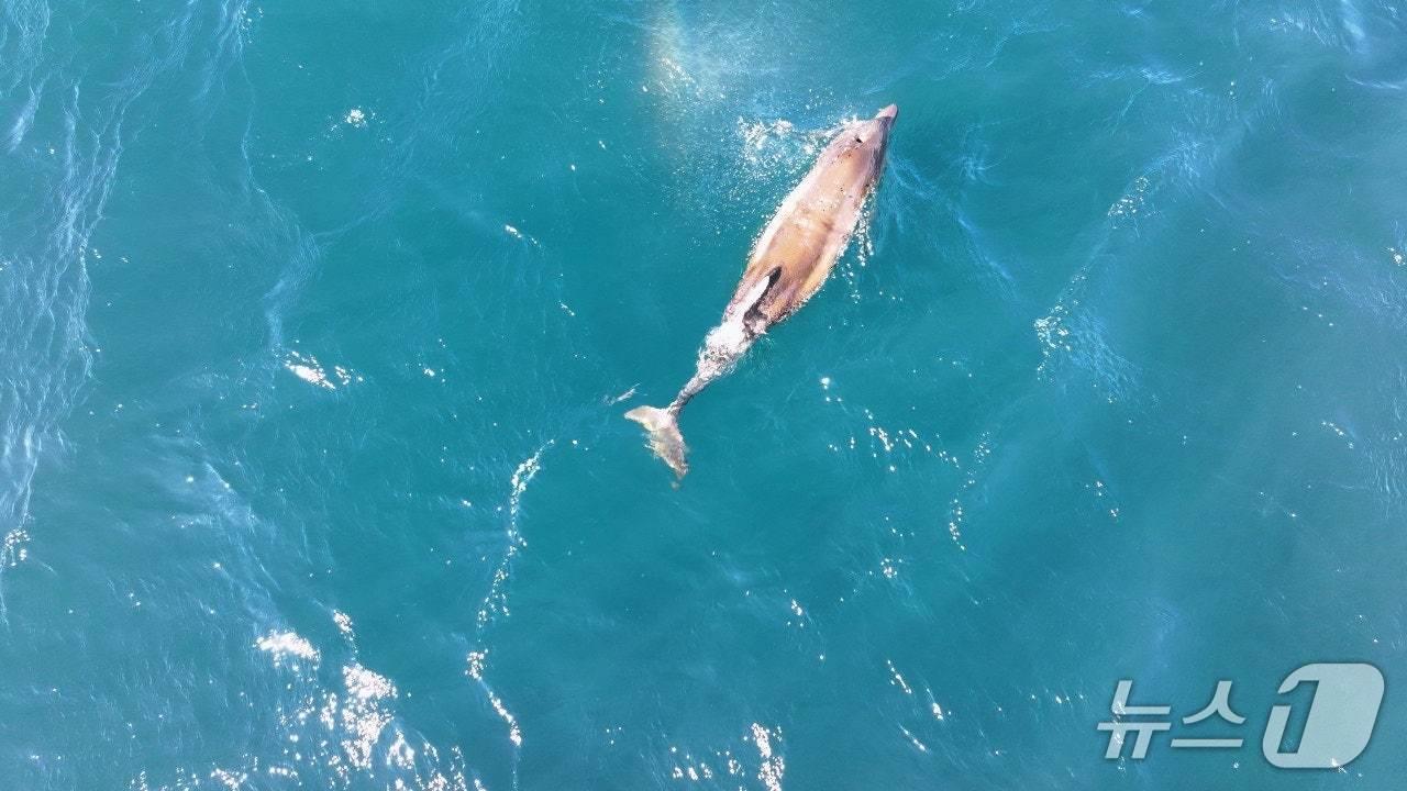 본문 이미지 -  지난 19일 촬영된 돌고래 쌘돌이(오승목 감독 제공. 재판매 및 DB금지)/뉴스1