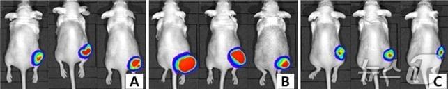 본문 이미지 - 치료 6주 후 군별 종양 크기 비교. 병용치료군(C)의 종양 크기가 트라스투주맙 데룩스테칸 치료군(A), 퍼투주맙 치료군(B) 보다 더 작다. (분당서울대병원 제공)