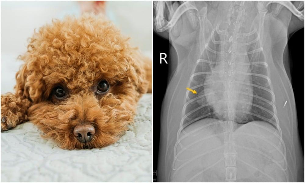 본문 이미지 - 본동물의료센터는 폐종양이 발견된 15세 푸들에게 폐엽절제술을 시행해 성공적으로 치료했다고 밝혔다(왼쪽 사진 클립아트코리아, 본동물의료센터 제공). ⓒ 뉴스1