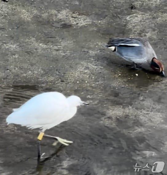 본문 이미지 - 대전 선화동 일대로 돌아온 백로(대전환경운동연합 제공) /뉴스1