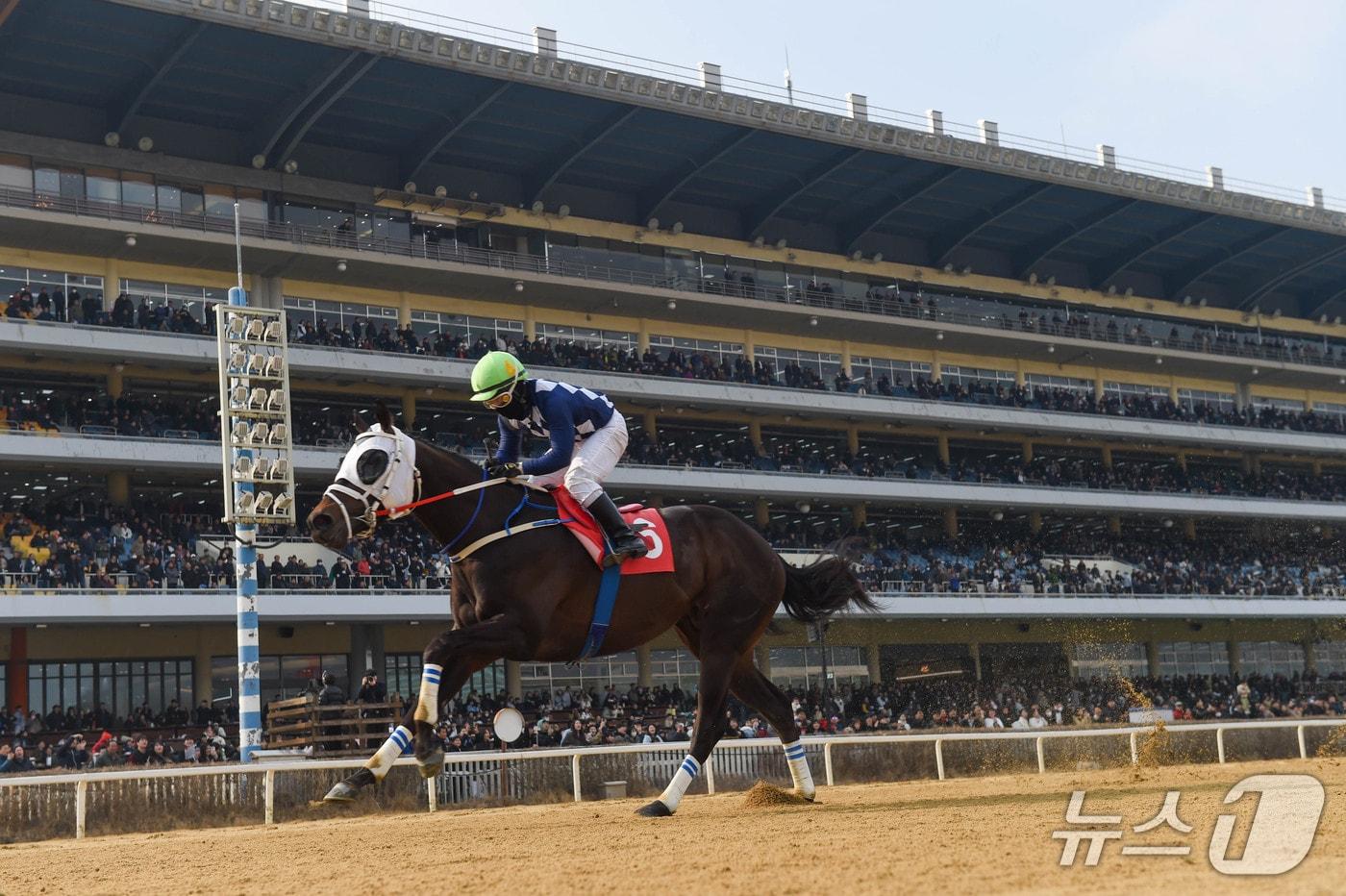 본문 이미지 - 서승운 기수와 ‘클린원’이 지난 15일 한국마사회 렛츠런파크 서울 제7경주로 열린 제24회 헤럴드경제배에서 경주를 펼치고 있다.(한국마사회 부산경남지역본부 제공. 재판매 및 DB금지)