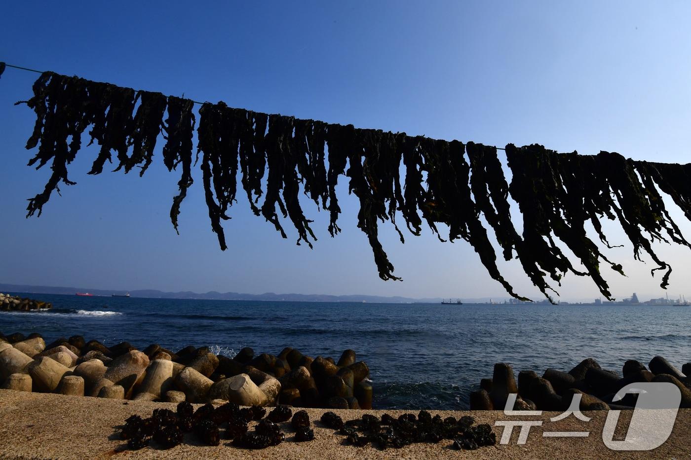 본문 이미지 - 19일 오후 경북 포항시 북구 여남동 해안 스카이워크 주변에서 어민이 널어놓은 미역이 해풍을 맞고 있다. 2026.3.19 ⓒ 뉴스1 최창호 기자