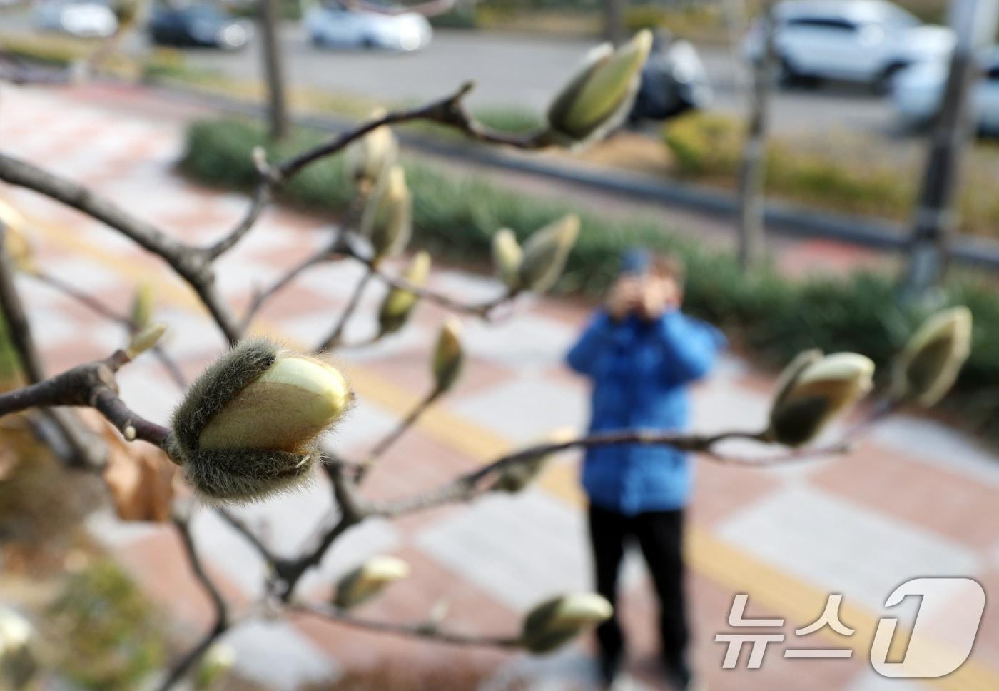 본문 이미지 - 절기상 춘분을 하루 앞둔 19일 경기 수원시 팔달구 경기아트센터 앞 광장 목년나무에 몽우리가 맺혀있다. 2026.3.19 ⓒ 뉴스1 김영운 기자