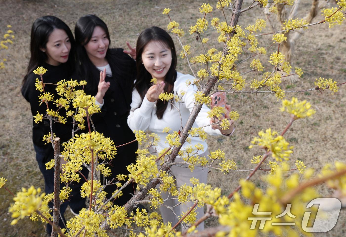 본문 이미지 - 절기상 춘분을 하루 앞둔 19일 경기 수원시 팔달구 경기아트센터 앞 광장에 활짝 핀 산수유꽃 아래서 시민들이 봄기운을 만끽하며 추억을 남기고 있다. 2026.3.19 ⓒ 뉴스1 김영운 기자