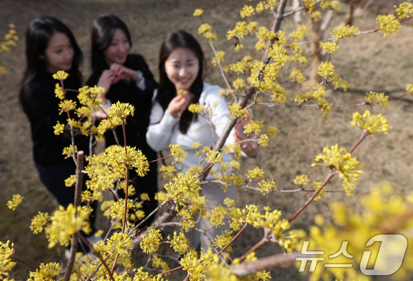 본문 이미지 - 절기상 춘분을 하루 앞둔 19일 경기 수원시 팔달구 경기아트센터 앞 광장에 활짝 핀 산수유꽃 아래서 시민들이 봄기운을 만끽하며 추억을 남기고 있다. 2026.3.19 ⓒ 뉴스1 김영운 기자