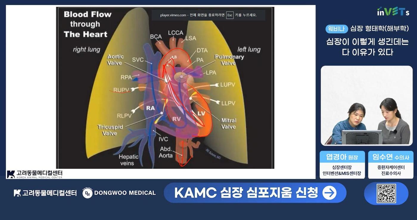 본문 이미지 - 수의학 교육 플랫폼 인벳츠에서 진행된 고려동물메디컬센터 심장 웨비나(인벳츠 제공) ⓒ 뉴스1