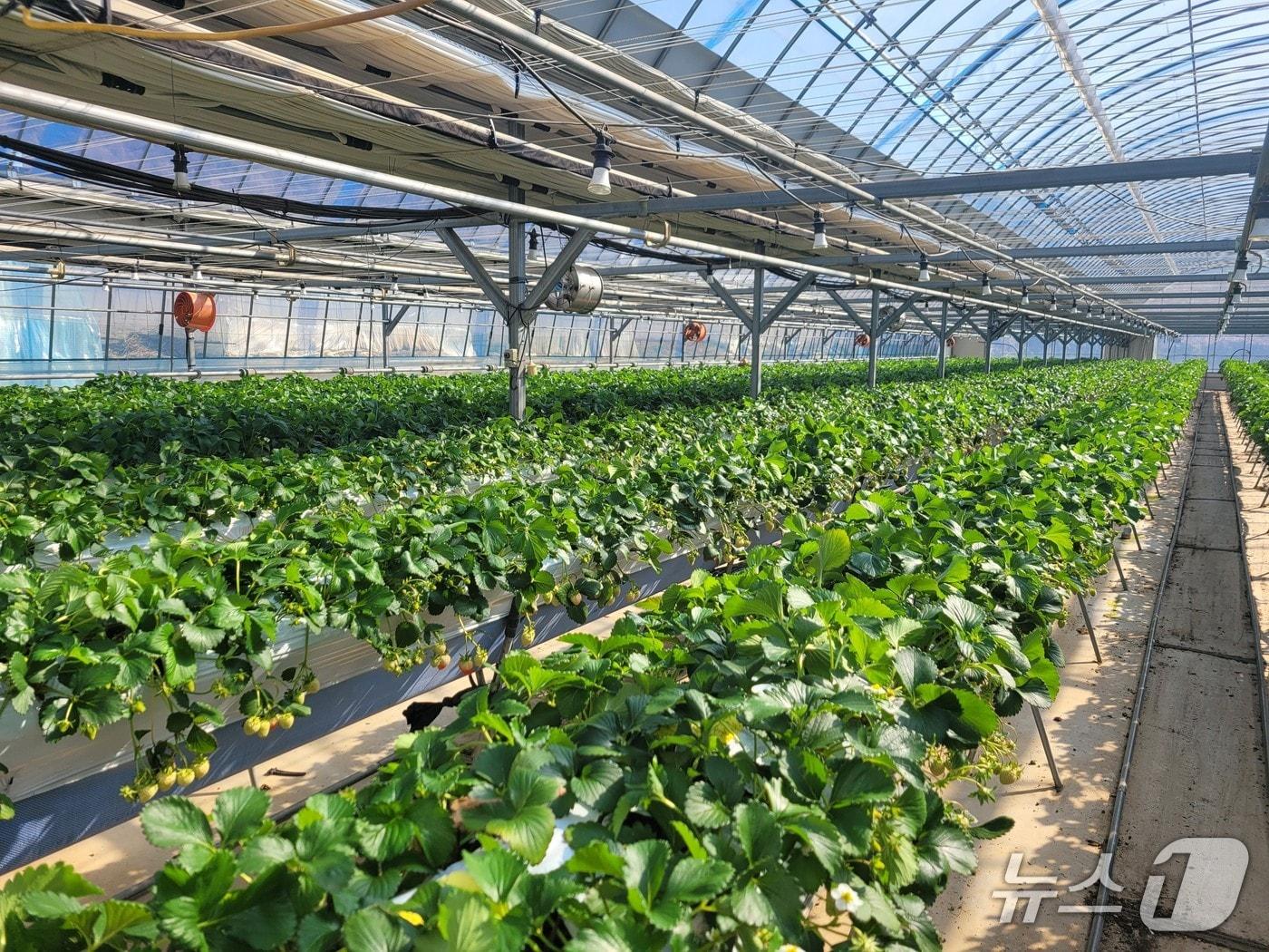 본문 이미지 - 전북 임실군이 시설원예분야 지원사업 대상자를 확정하고 사업을 본격 추진한다.(임실군제공, 재판매 및 DB금지)2026.3.2/뉴스1