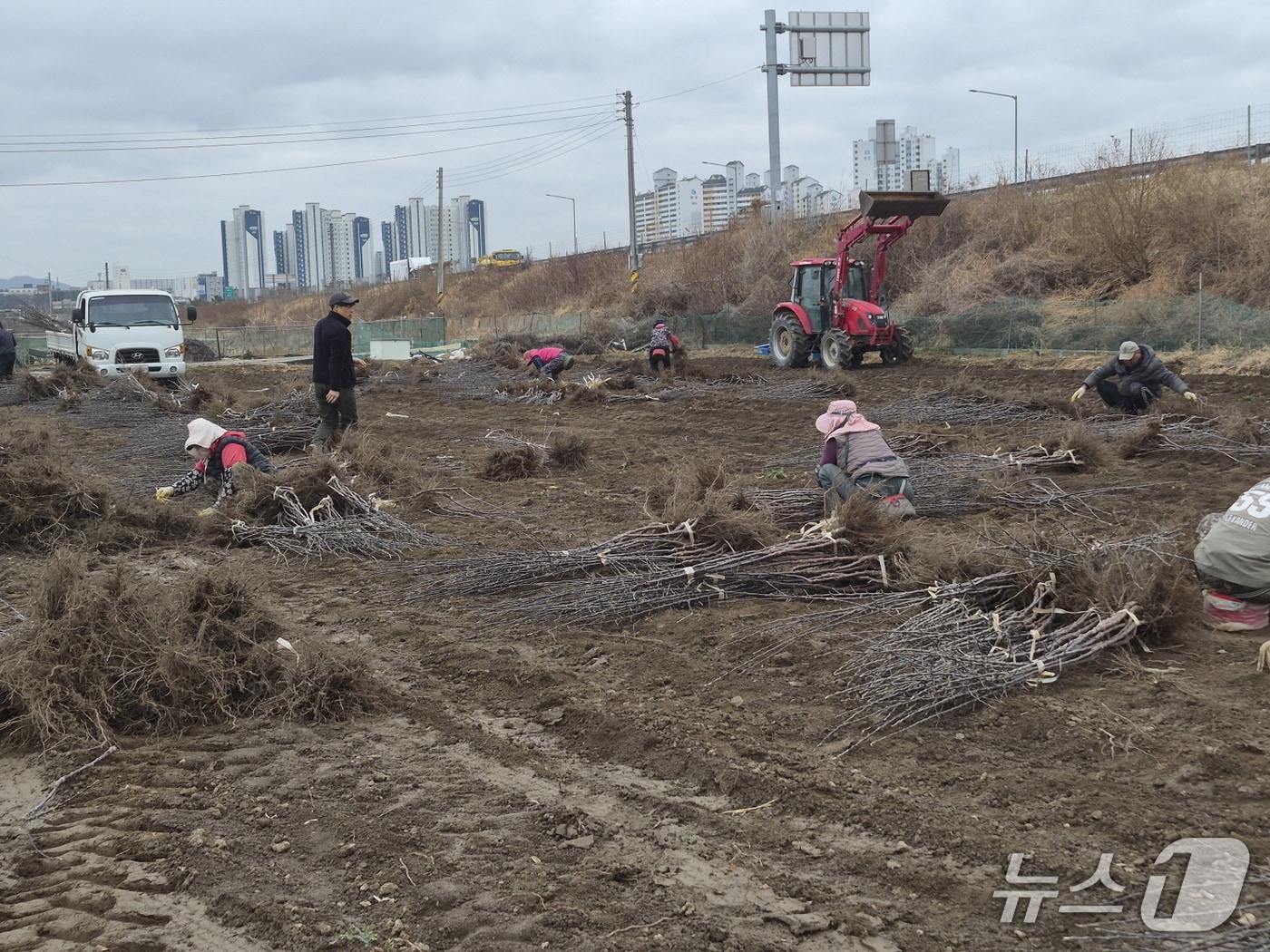 본문 이미지 - 경산 묘목단지 출하모습(경산시 제공. 재판매 및 DB금지)/뉴스1