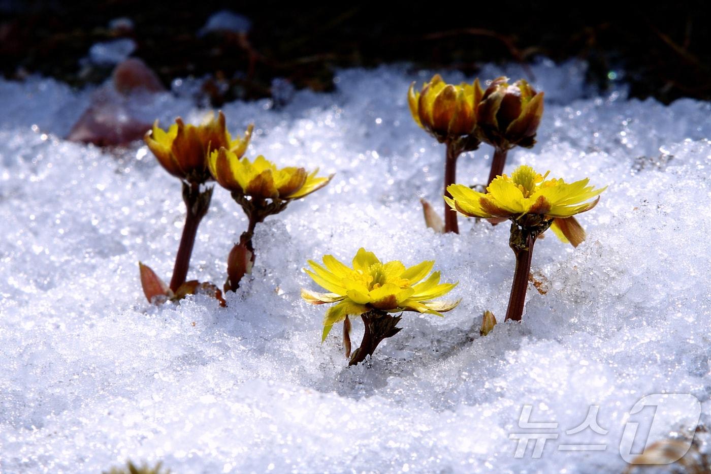 본문 이미지 - 강원 인제 북면 용대리 산자락에 쌓인 눈 사이로 노란 복수초가 만개해 봄소식을 전하고 있다. (자료사진)/뉴스1 DB