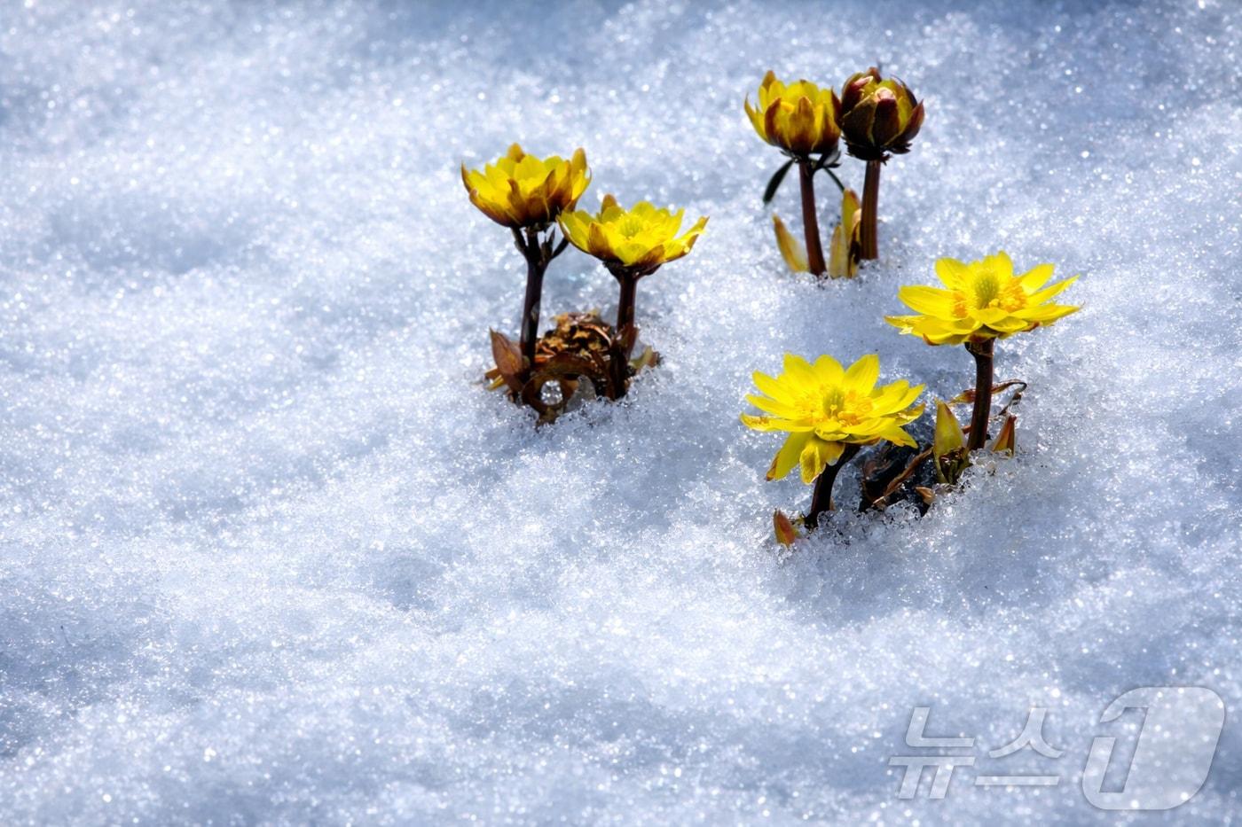 본문 이미지 - 2일 강원 인제 북면 용대리 산자락에 쌓인 눈 사이로 노란 복수초가 만개한 모습. (인제군 제공, 재판매 및 DB금지)2026.3.2 ⓒ 뉴스1 이종재 기자