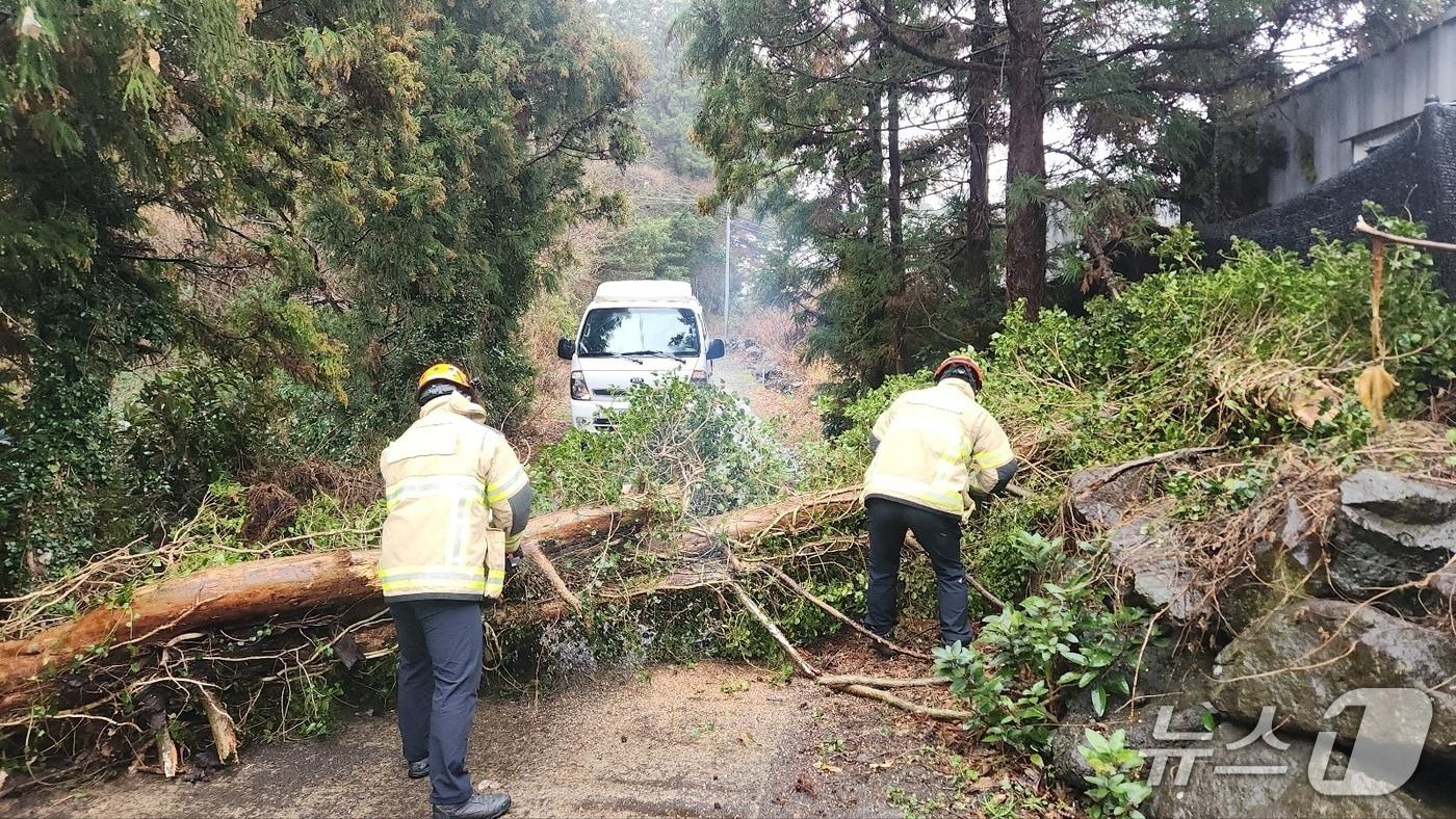 본문 이미지 -  강풍에 쓰러진 나무./뉴스1