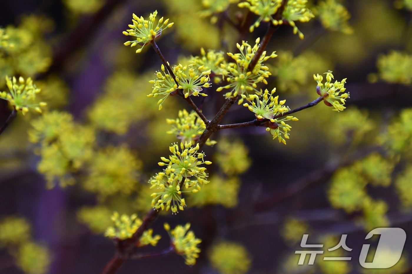 본문 이미지 - 2일 오후 경북 포항시 북구 장성동 공원에서 산수유가 꽃망을 활짝 터뜨리고 있다. 2026.3.2 ⓒ 뉴스1 최창호 기자
