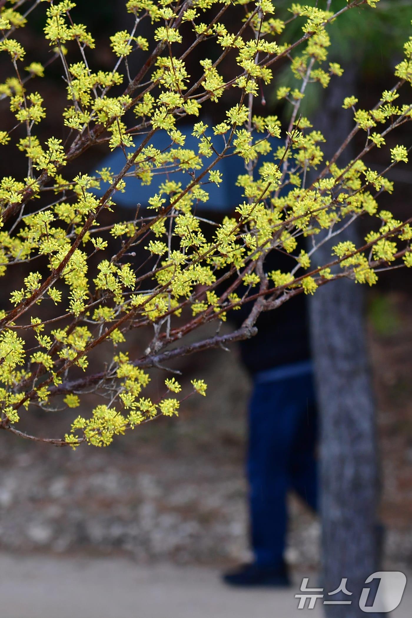 본문 이미지 - 2일 오후 경북 포항시 북구 장성동 공원에서 산수유가 꽃망을 활짝 터뜨리고 있다. 2026.3.2 ⓒ 뉴스1 최창호 기자