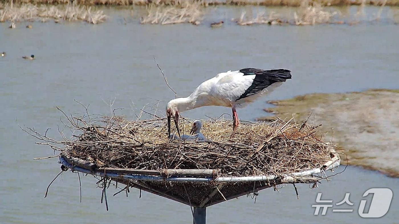 본문 이미지 - 서산버드랜드 황새 부부가 새끼를 양육하고 있는 모습(서산시 제공. 재판매 및 DB금지)2026.3.20/뉴스1